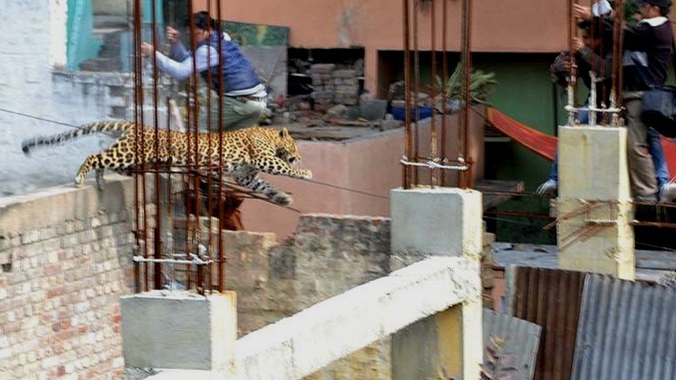 The leopard in Meerut