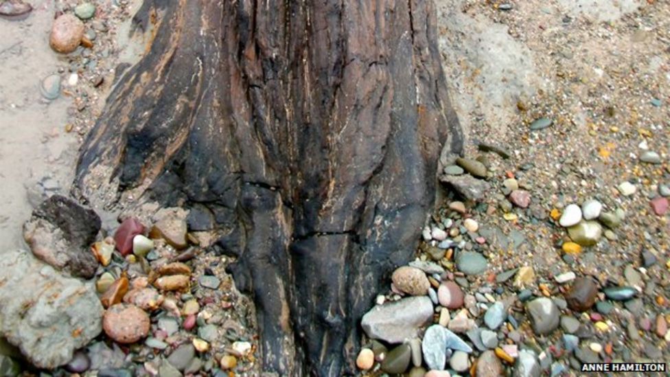 Ancient 10 000 Year Old Trees Revealed By Island Storms Bbc News