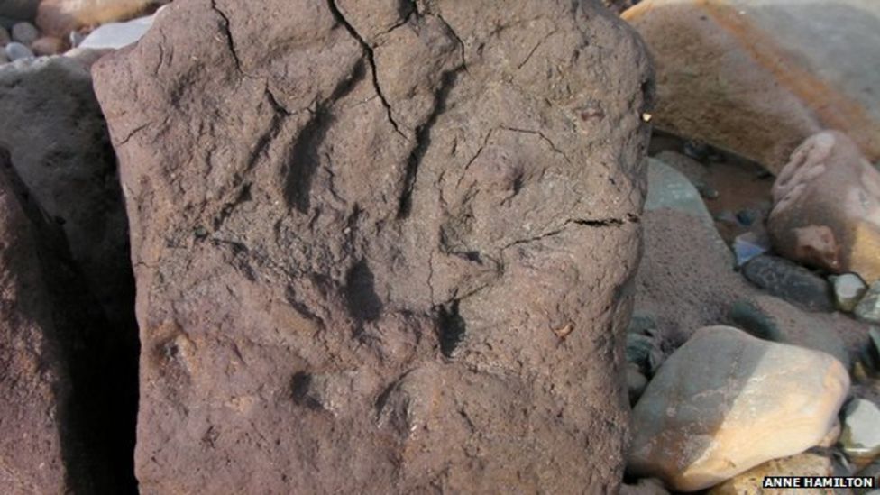 Ancient 10,000-year-old trees revealed by island storms - BBC News