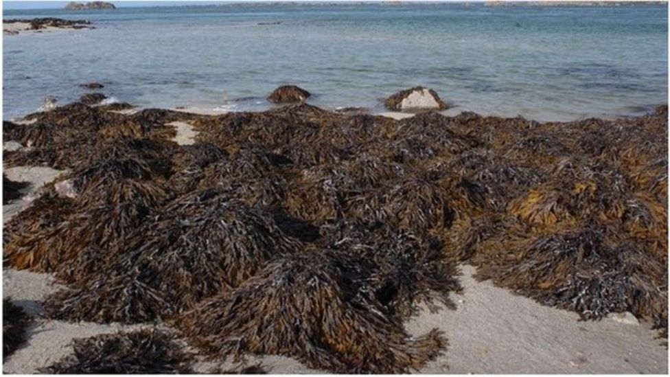 Seaweed could be key to weight loss, study suggests BBC News