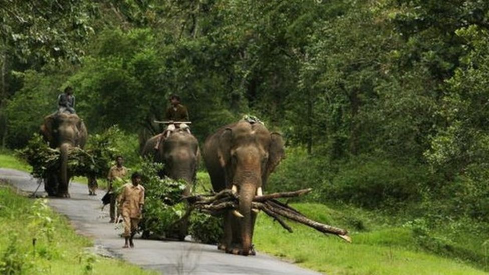 Why India And Nepal's Forest Fires Are Worrying Scientists - BBC News