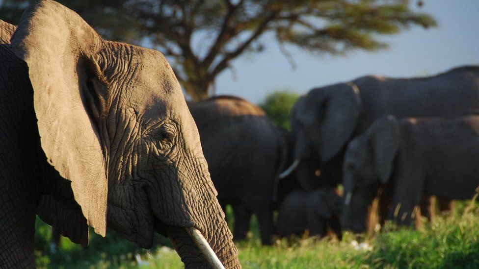 African elephant (Image: Karen McComb)