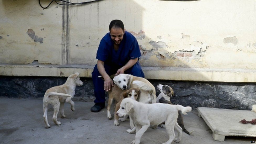 Dogs of war: The British woman rescuing Afghanistan's hounds - BBC News