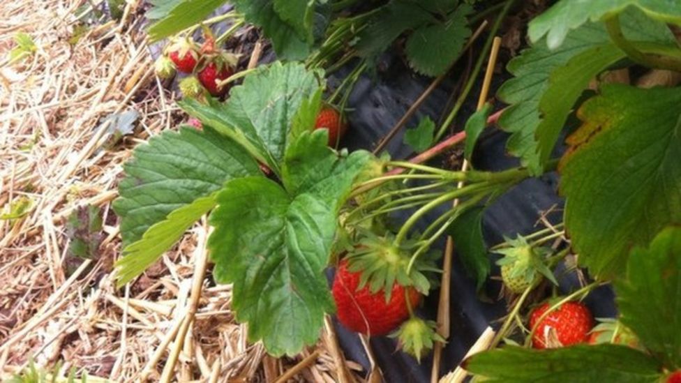 Coop farm business sale plan 'encouraging' BBC News