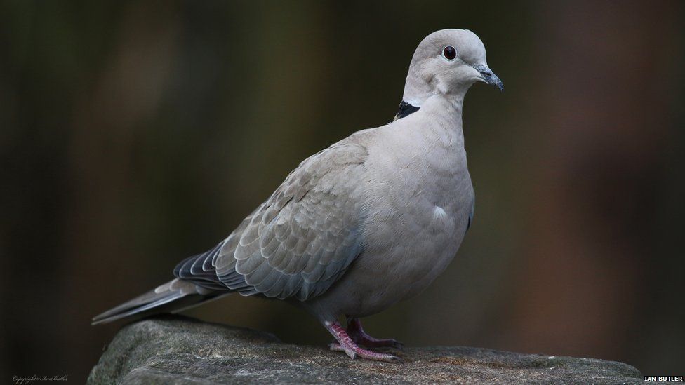 In Pictures Top British Garden Birds Revealed Bbc Newsround 3016