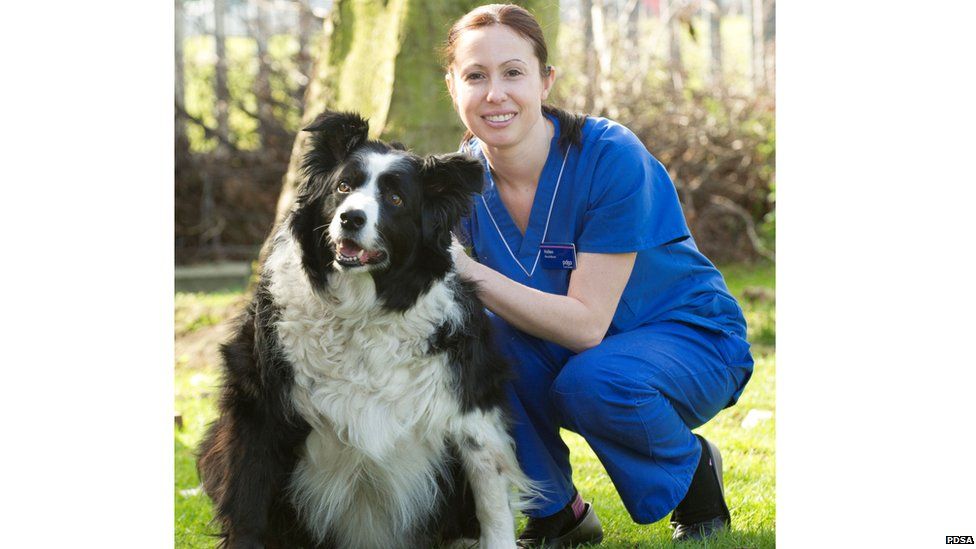 Border Collie - PDSA