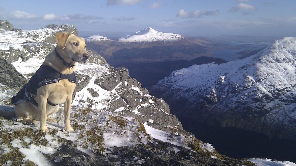 Dog on mountain