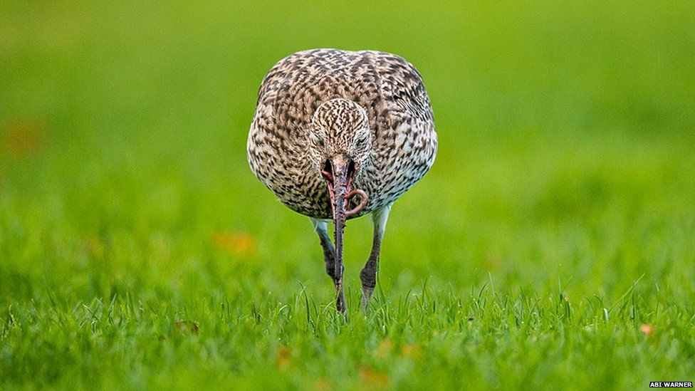 Curlew Eating a Worm
