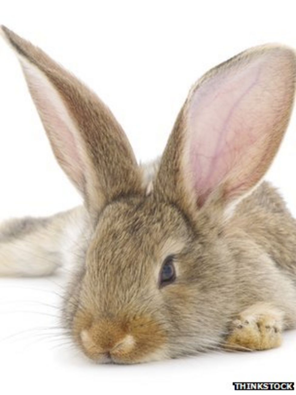 Call to review pet rabbit protection in UK BBC News