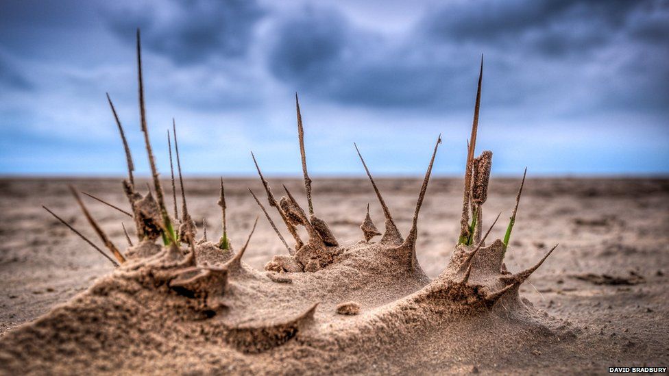 Shoots of growth on the beach at Lytham St Annes