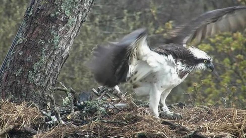 Bassenthwaite Female Osprey Returns To Nest Bbc News