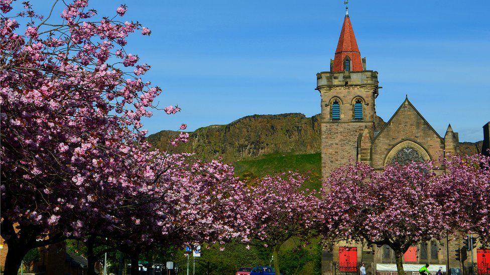 Cherry blossom at Kirk O'Field Parish Church in Edinburgh