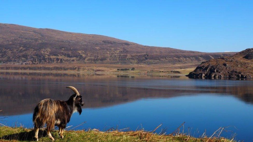 Goat near Ullapool in the Highlands