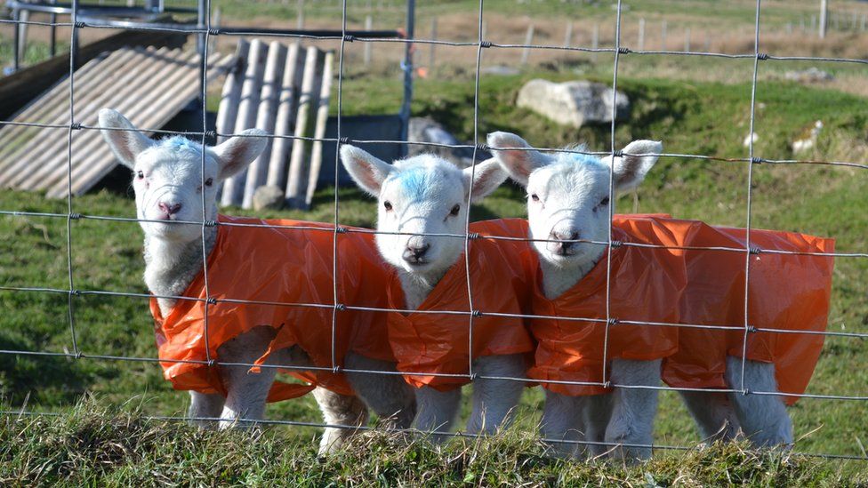 New born lambs in South Uist