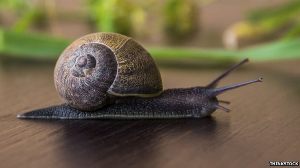 Snail's pace web speeds stifling small firms' growth BBC News