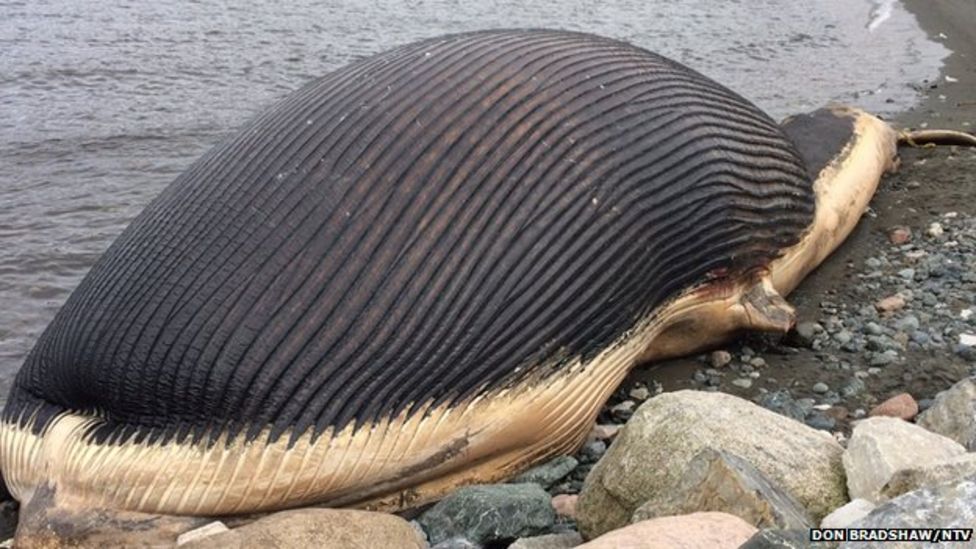 Dead blue whale 'might explode' in Newfoundland town - BBC News