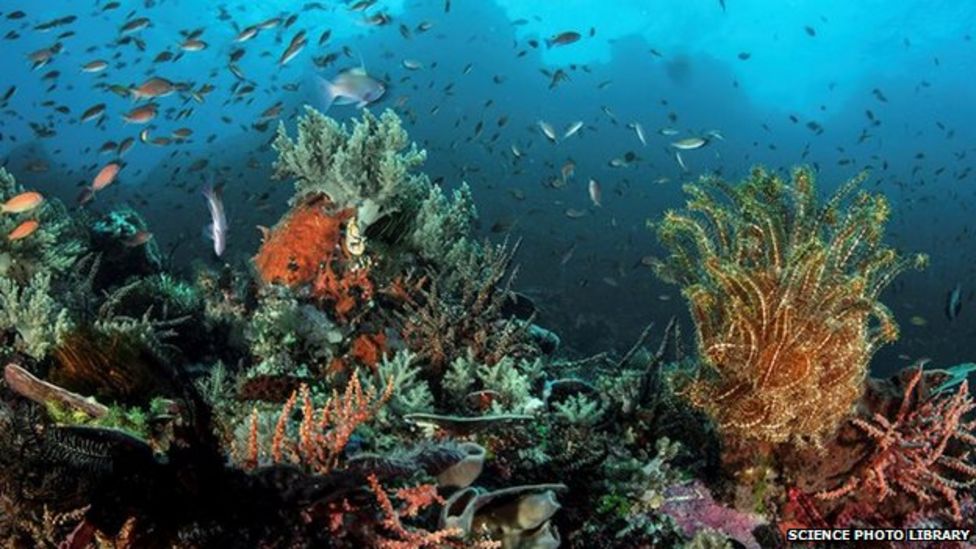 Ocean medicine hunt A Wild West beneath the waves? BBC News