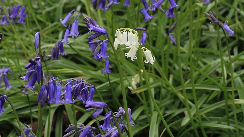 Bluebells
