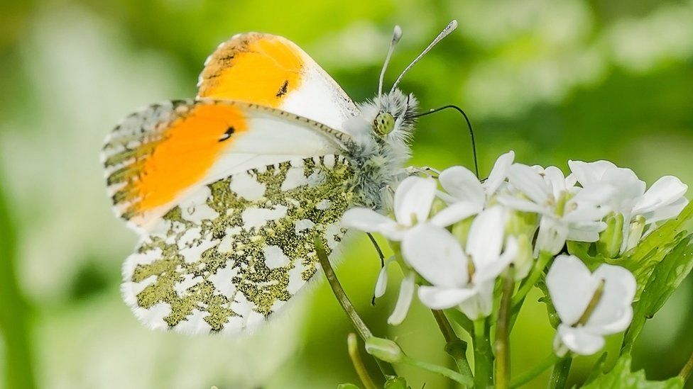 Orange tip butterfly