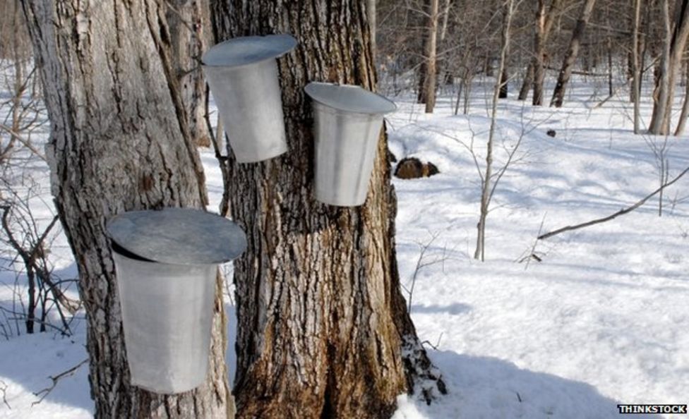 Making maple syrup - the traditional way - BBC News
