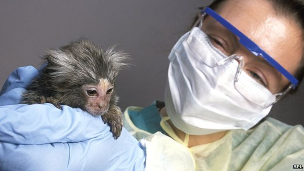 Animal research 'pledge on openness' agreed BBC News