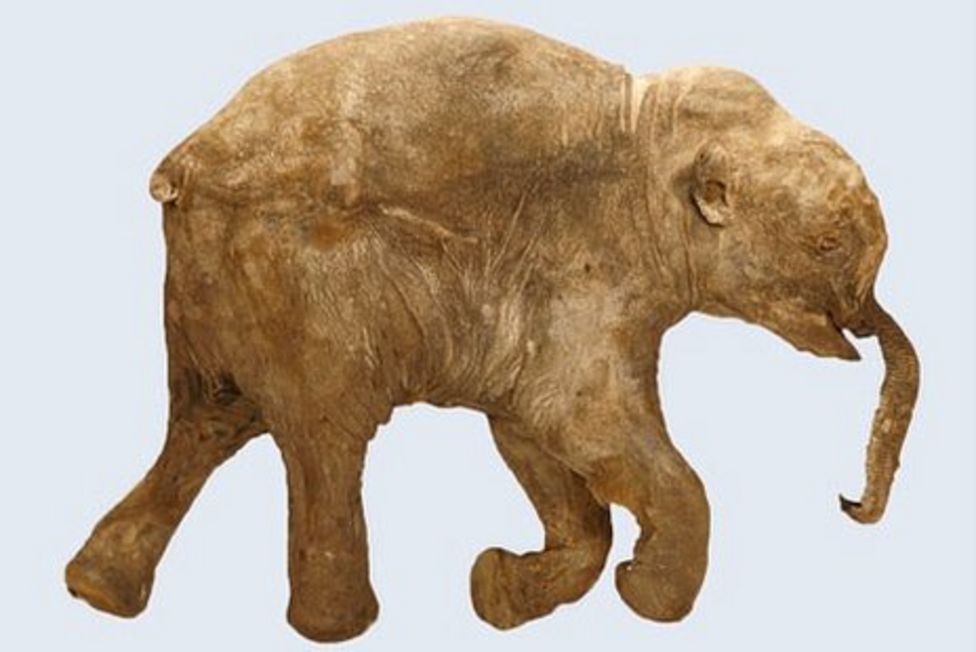 Baby Mammoth Goes On Display In UK BBC News