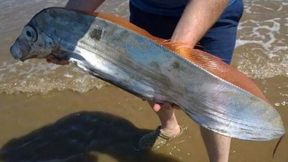 Deal or no deal? Rare fish found at Hornsea BBC News