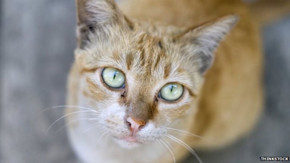 New Zealand Cat brings home bag of cannabis BBC News(00)