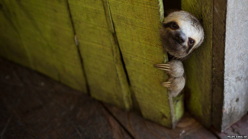 A sloth peeks out from behind a door
