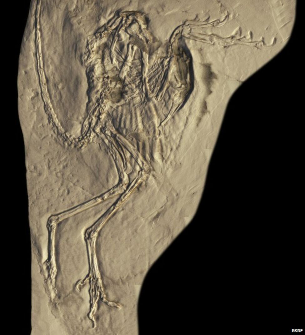 Archaeopteryx: X-rays shine new light on mystery 'bird' - BBC News