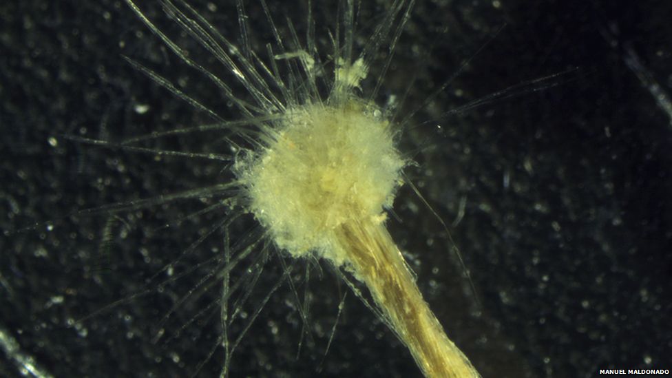 Snail, gecko and carnivore in 'top 10 new species' 2014 BBC News