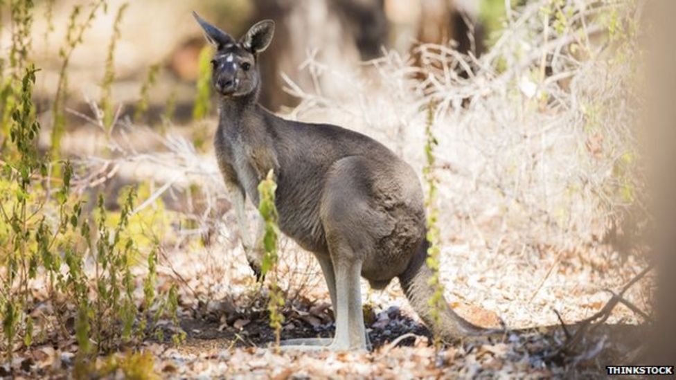 what-did-australia-s-early-settlers-eat-bbc-news