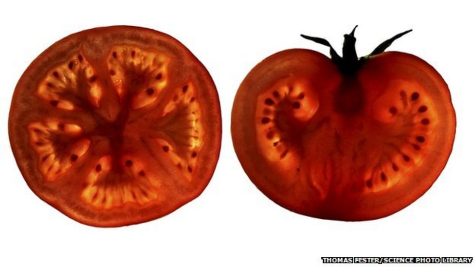 'Tomato pill' hope for stopping heart disease BBC News