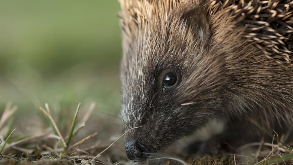 Hedgehog