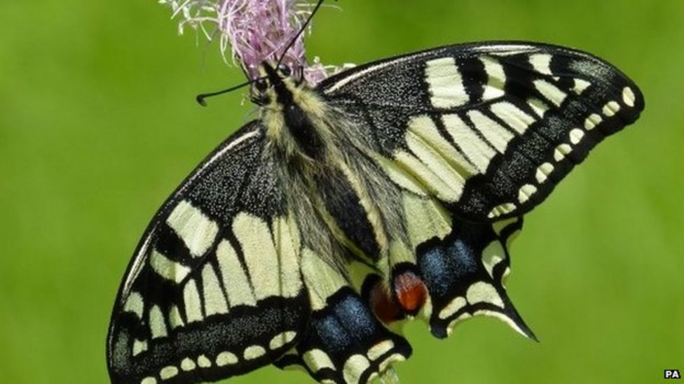 Continental swallowtail butterflies in UK 'colonisation attempt' - BBC News