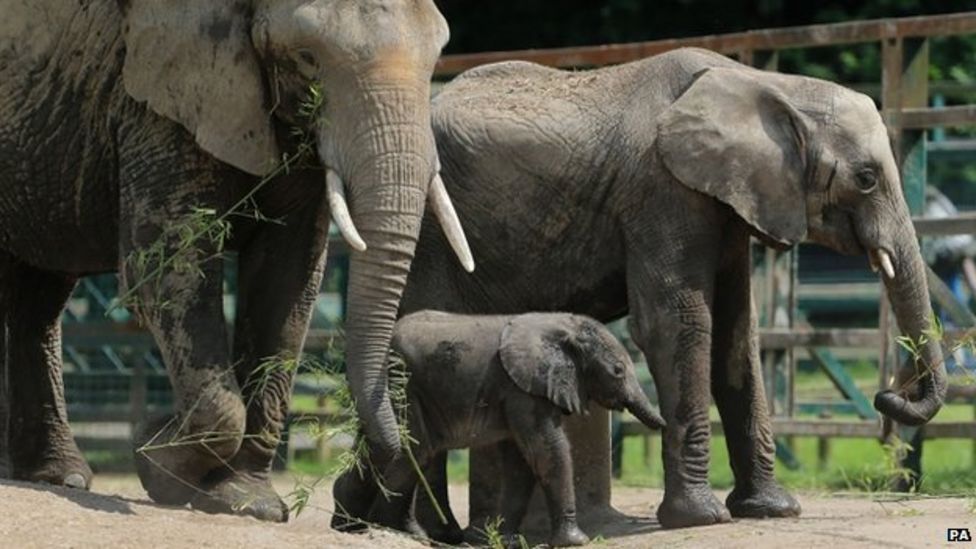 Baby elephant makes public debut at Aspinall Foundation - BBC News