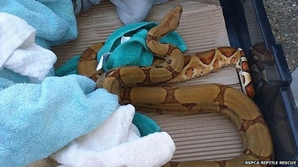 Brighton reptile centre finds 5ft boa constrictor on doorstep BBC News