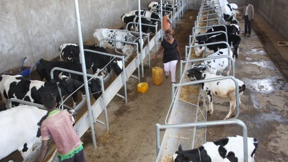The British expat who has opened a farm in Ethiopia BBC News