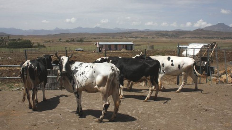 The British expat who has opened a farm in Ethiopia - BBC News