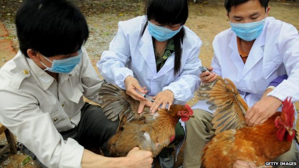 Bird Flu 'danger Zones' Mapped - BBC News