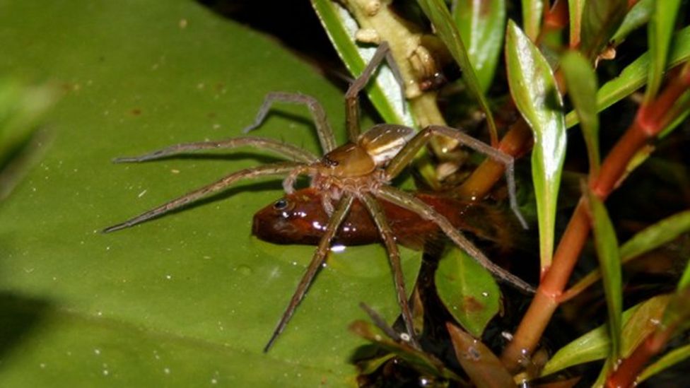 Fisheating spiders 'widespread' BBC News