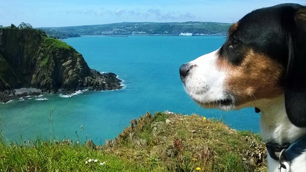 Chester the dog looks over Fishguard