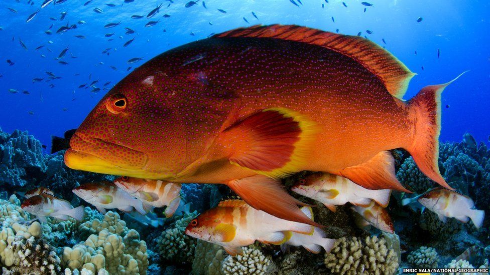 Pitcairn fish