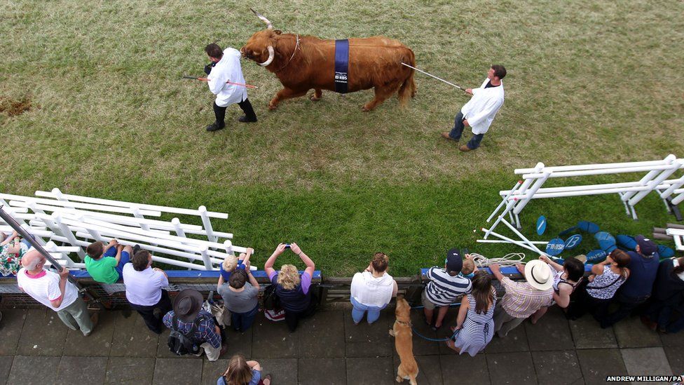 Prize-winning cattle are paraded through the main ring at the Royal Highland Show in Edinburgh