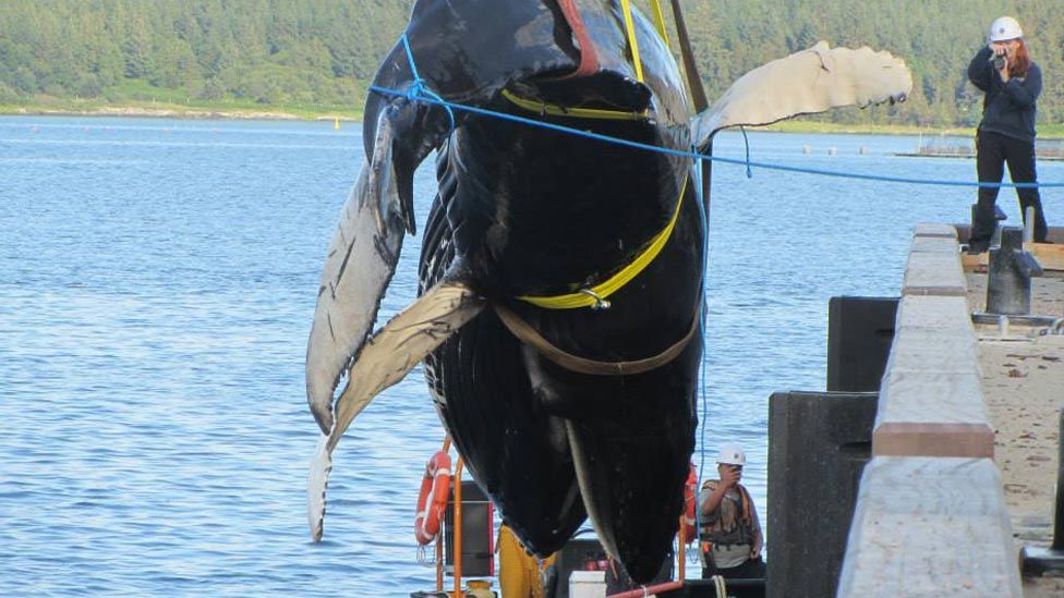 Humpback whale being lifted out of the sea at Mull