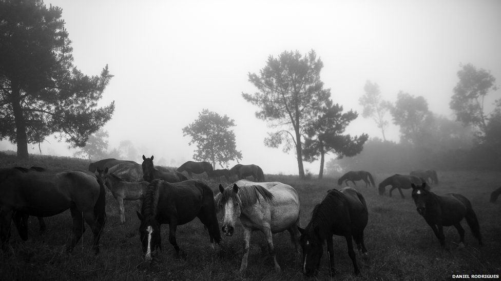 The beasts spend the whole year in the hills above Sabucedo, Galicia.
