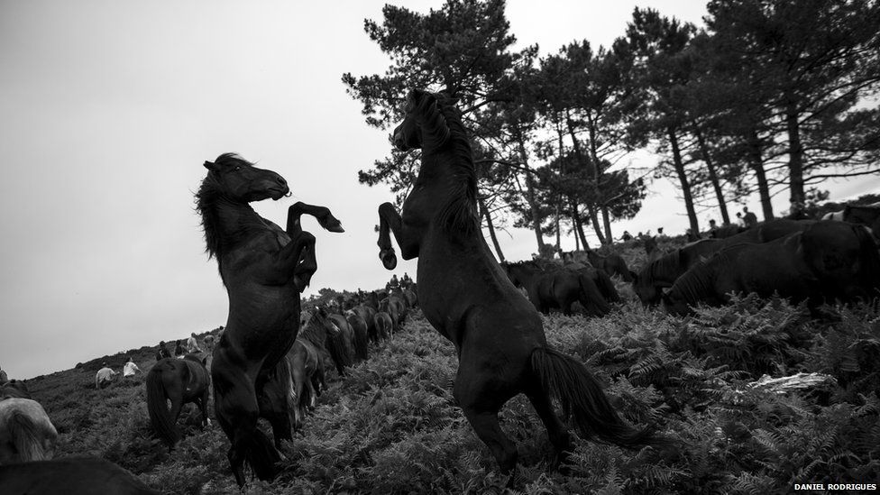Wild horses, or "brutes" as they are known in Galicia, often struggle with each other