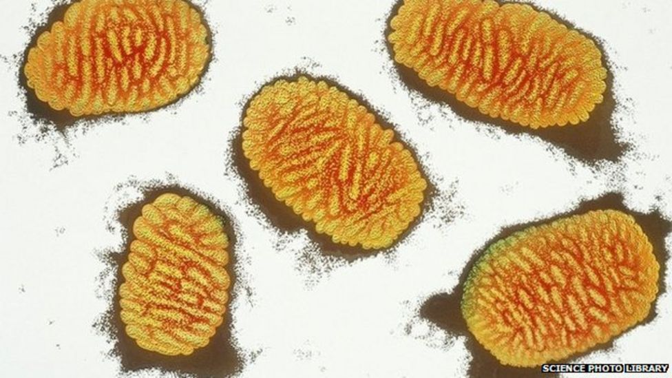 US smallpox vials found in cardboard box BBC News