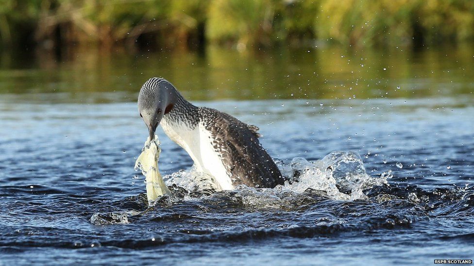Red-throated diver with plastic bag