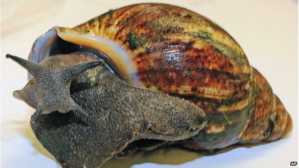 Sixtyseven giant snails seized at LA airport BBC News